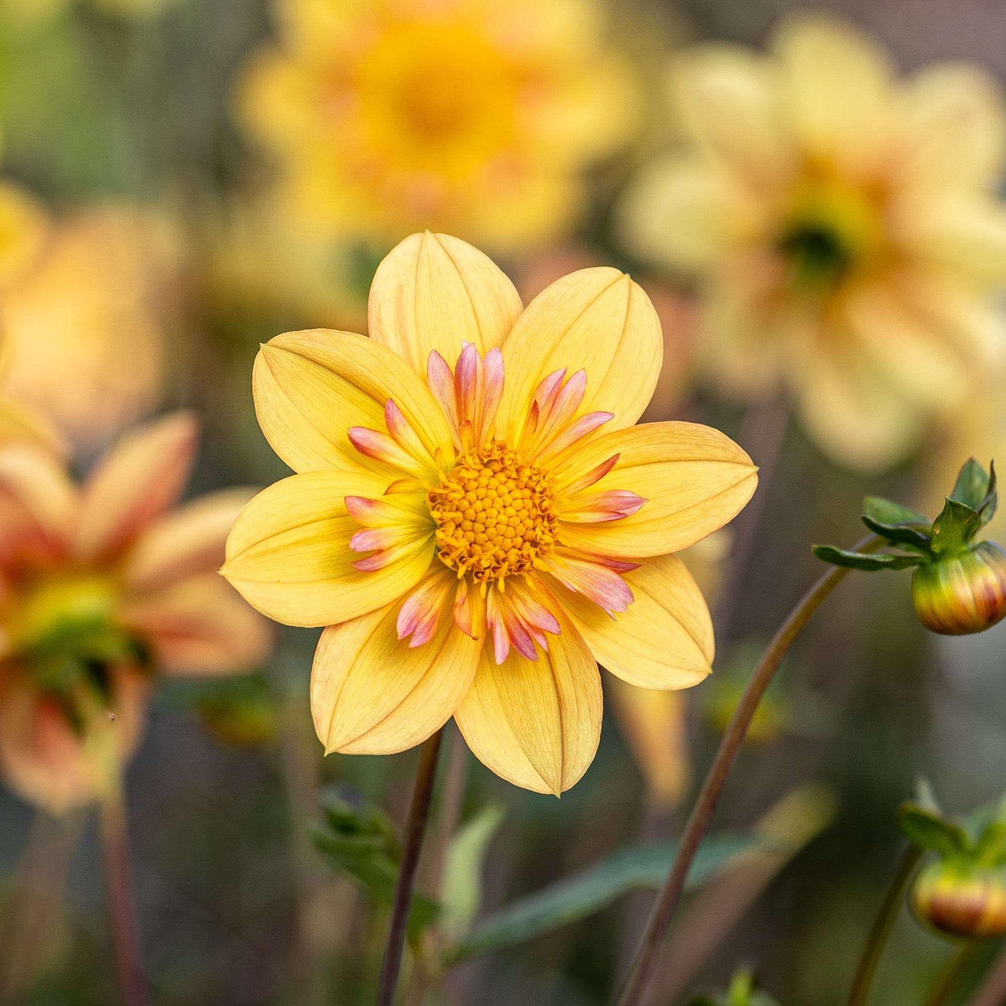 Dahlia 'Kelsey Annie Joy'